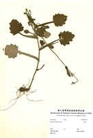 藏品(矮菊)的圖片